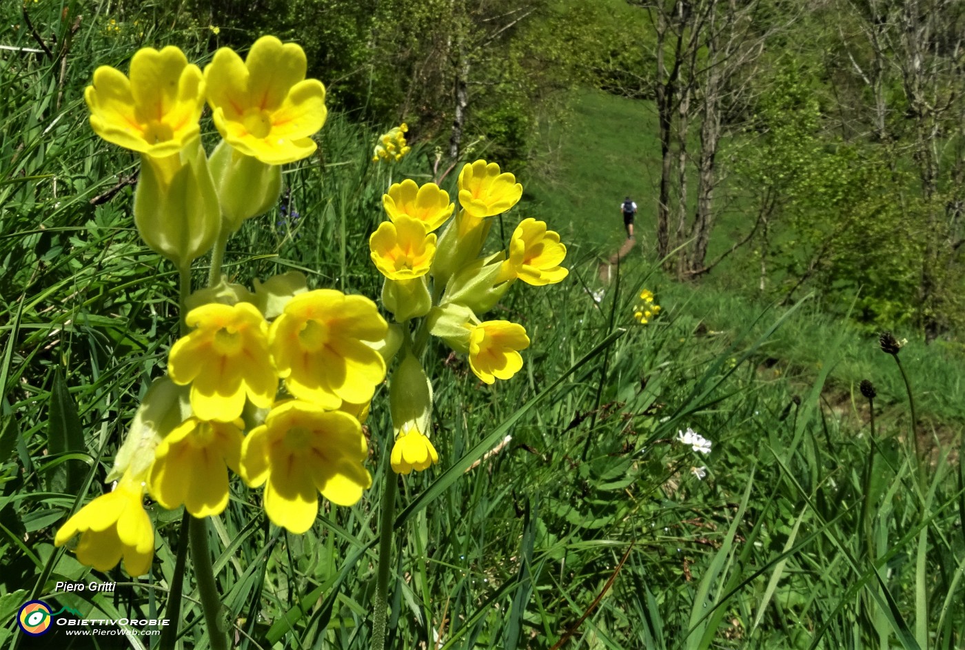 17 Nel prato bei fiori gialli di Primula maggiore (Primula elatior).JPG